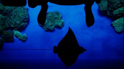 沖縄本島「DMMかりゆし水族館」入って最初のエリア「やんばるの森」では希少なアリゲーターガーのアルビノ変色個体が観られる