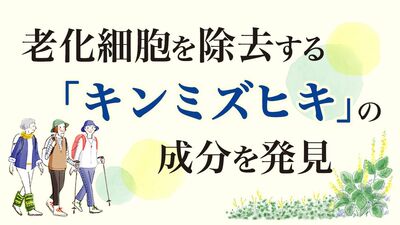 老化細胞を除去する「キンミズヒキ」の成分を発見 最新の加齢研究により、植物由来の成分が活力の向上を促すと注目を集めています