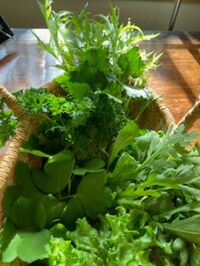 野菜の写真