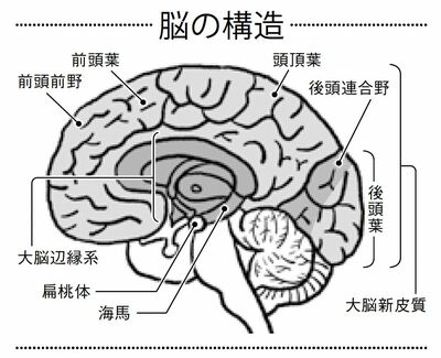 脳の構造