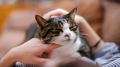 100人以上の死を見守った猫の不思議な力とは。介護施設で活躍する「セラピーキャット」の存在
