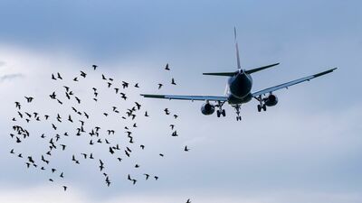 国内では年間1千件超発生。航空会社がおこなっているバードストライク対策の実例を紹介