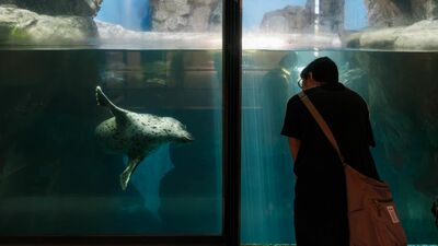 鹿児島港「いおワールド　かごしま水族館」2020年エイの仲間として10年ぶりの新種として記載された、モノノケトンガリサカタザメがみられる