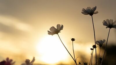 高校時代の友人が逝き、彼女の夫と旧友で開いた偲ぶ会。卒業アルバムを眺めながら語り合うことで、不思議と心が落ち着いて…
