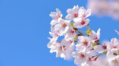 88歳・田村セツコ　わたしにとってひとり暮らしは「贅沢」。といってもお金のかかる贅沢じゃなく、「自由で、マイペースでいられる」ということで…