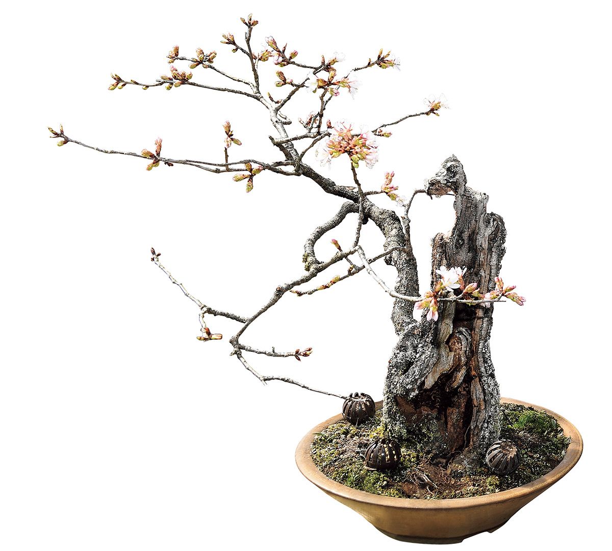 2ページ目）73歳、全国で唯一の女性盆栽技能保持者は、盆栽の常識を