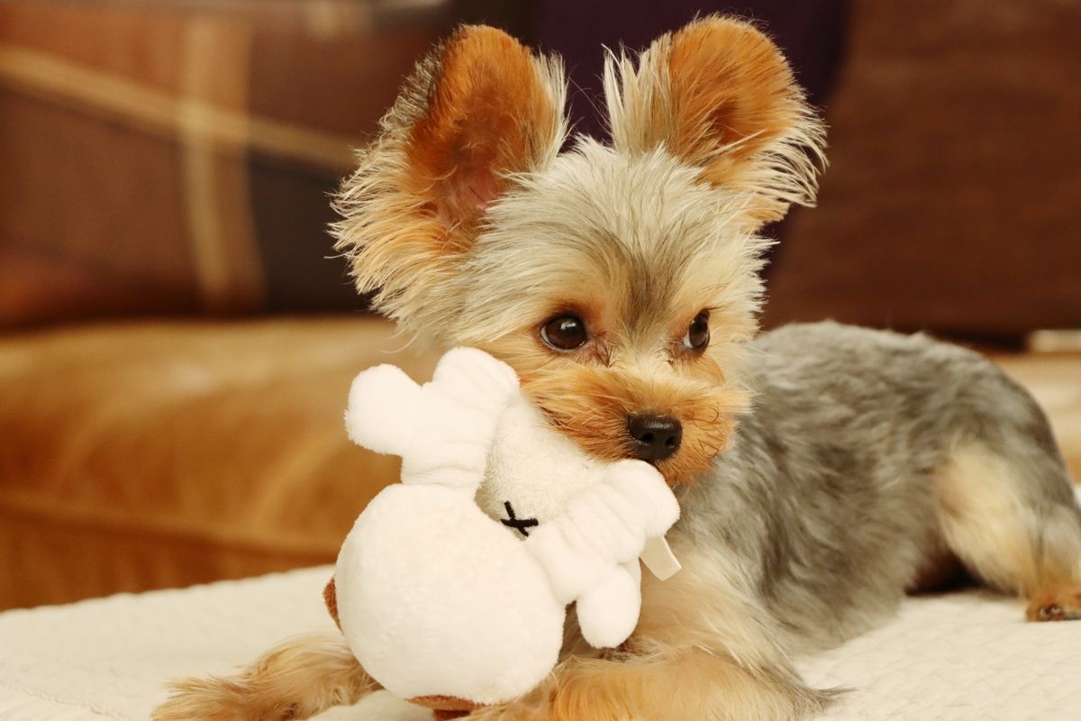 3ページ目）Googleトレンドで見る、いま人気の犬種ランキングTOP10！1位は小型犬？それとも大型犬？チワワの名前の由来は？  小型犬が人気の傾向？｜教養｜婦人公論.jp