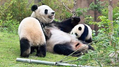 上野動物園の双子パンダ、シャオシャオとレイレイ。無事親離れしてきょうだいで仲良く。同じ餌を取り合う姿も