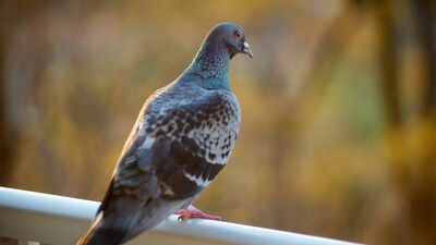 春のお彼岸に家の駐車場に迷い込んだレース鳩。85歳の父は、8年前に亡くなった母と重ねているようで