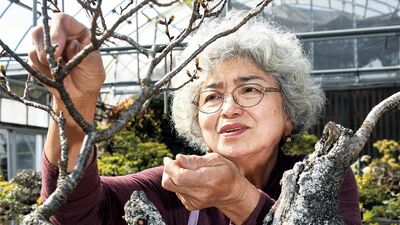 日本で唯一、女性で盆栽技能保持者の73歳盆栽師。「身近に植物があると、発見がたくさん」BBCの放送で、世界中から興味を持たれて