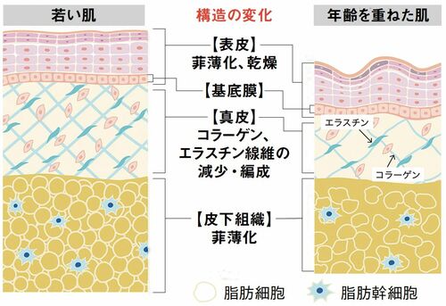 図）若い肌、年齢を重ねた肌の構造の変化