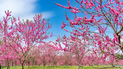 「花が美しいから」などではなく…＜日本最大の花桃の里＞が茨城県の古河市にある深い理由とは？桃色の花々が咲き誇る春にこそ訪れたい【茨城の魅力】特集