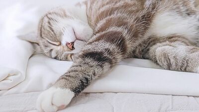 ねこ、箸、掃除、サウナ、チョコレート…持っていると役立つ？割引も？ちょっと変わった資格5選