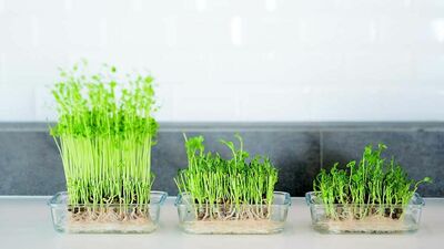 物価高でも家計にうれしい！1パックで3回楽しめる「豆苗」。鮮度を見極めるポイントと失敗しない再生栽培のコツ