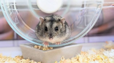 なぜ<ハムスター>はカラカラ回し続けるの?運動量を人間に例えるとどのくらい?「ハムスターの疑問」を<時間生物学>の専門家が解説