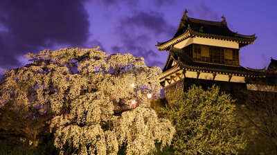 北条や伊達への指南・取次役も期待されていた秀長。『豊臣兄弟！』時代考証・黒田基樹「もし秀長が健常な状態であったなら、十分に…」