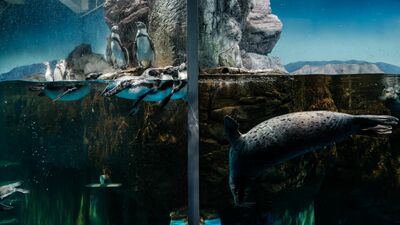 野辺地ジョージ　本州最北端の青森県営浅虫水族館　ペンギンとゴマフアザラシが隣同士の水槽に。待つこと1時間…