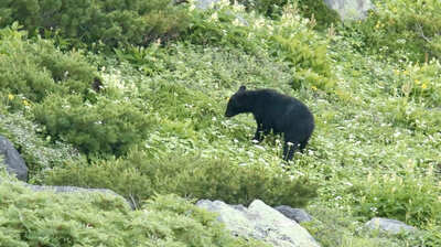山菜採り中、子連れのクマに遭遇した岩手県の男性。杖で先制攻撃を仕掛けるも…「たとえ20kg弱のクマでもスピードが速すぎて、人間が勝てるはずがない」