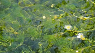 吉岡里帆、今度は「藻」に興味津々？　藻は、美容・健康や食料問題、環境問題の解決にも役立つ！？