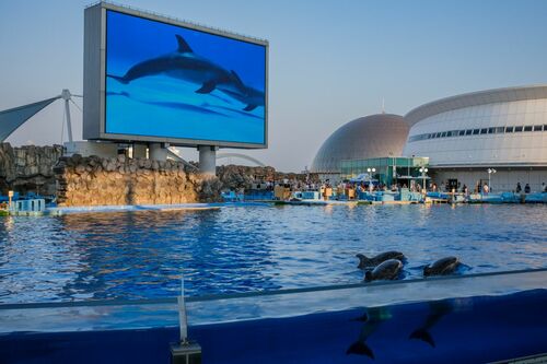 大画面のイルカと、大水槽のイルカ