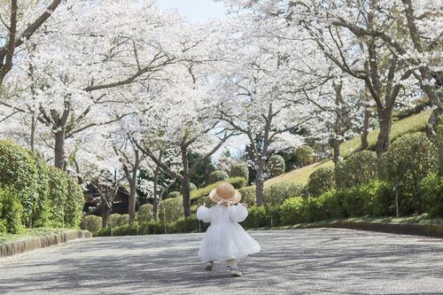 湧永満之記念庭園入口の桜並木