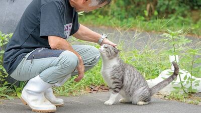 「人より猫が多い島」石巻・田代島で大きくなる島民の負担。マナーの悪い観光客に眉をひそめ、観光地化に反対する声も…命に向き合い続ける猫島での暮らしに＜正解＞はない
