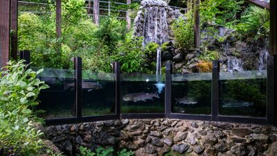 野辺地ジョージ　有料の水族館では国内最小級「岐阜県森の水族館」オープンエアの展示でマスやイトウ等の川魚が元気に泳ぐ