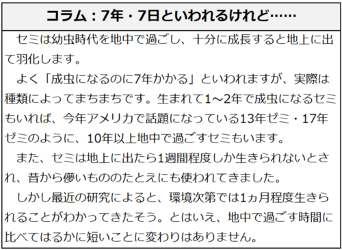 コラム：7年・7日といわれるけれど……。セミは幼虫時代を地中で過ごし、十分に成長すると地上に出て羽化します。よく「成虫になるのに7年かかる」といわれますが、実際は種類によってまちまちです。生まれて1～2年で成虫になるセミもいれば、今年アメリカで話題になっている13年ゼミ・17年ゼミのように、10年以上地中で過ごすセミもいます。また、セミは地上に出たら1週間程度しか生きられないとされ、昔から儚いもののたとえにも使われてきました。しかし最近の研究によると、環境次第では1ヵ月程度生きられることがわかってきたそう。とはいえ、地中で過ごす時間に比べてはるかに短いことに変わりはありません。