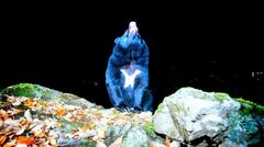 「55年間、鋭い爪で引っかかれることがなかったのは…」クマに9回襲われ生還した男性が気をつけていること